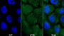 AF488 staining on IF; Sample: A431 cell; Primary Ab: 20ug/ml Mouse Anti-Human GATA3 Antibody; Second Ab: 2ug/ml AF488-Linked Caprine Anti-Mouse IgG Polyclonal Antibody