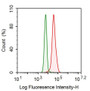 Human Hela cell line was fixed with 2% paraformaldehyde