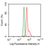 Human Hela cell line was fixed with 2% paraformaldehyde