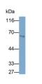 Western Blot; Sample: Rat Liver lysate; Primary Ab: 0.2ug/ml Mouse Anti-Human SUOX Antibody; Second Ab: 0.2ug/ml HRP-Linked Caprine Anti-Mouse IgG Polyclonal Antibody