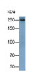 Western Blot; Sample: Hela cell lysate; Primary Ab: 0.2ug/ml Mouse Anti-Human NES Antibody; Second Ab: 0.2ug/ml HRP-Linked Caprine Anti-Mouse IgG Polyclonal Antibody