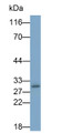 Western Blot; Sample: U937 cell lysate; Primary Ab: 0.3ug/ml Mouse Anti-Human IL10 Antibody; Second Ab: 0.2ug/ml HRP-Linked Caprine Anti-Mouse IgG Polyclonal Antibody
