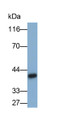 Western Blot; Sample: MDA-MB-231 cell lysate; Primary Ab: 0.5ug/ml Mouse Anti-Human CYR61 Antibody; Second Ab: 0.2ug/ml HRP-Linked Caprine Anti-Mouse IgG Polyclonal Antibody