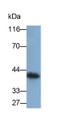 Western Blot; Sample: MDA-MB-231 cell lysate; Primary Ab: 0.5ug/ml Mouse Anti-Human CYR61 Antibody; Second Ab: 0.2ug/ml HRP-Linked Caprine Anti-Mouse IgG Polyclonal Antibody