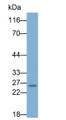 Western Blot; Sample: Porcine Kidney lysate; Primary Ab: 0.2ug/ml Mouse Anti-Human GSTa1 Antibody; Second Ab: 0.2ug/ml HRP-Linked Caprine Anti-Mouse IgG Polyclonal Antibody