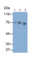 Western Blot; Samples: Lane1: Mouse Placenta lysate; Lane2: Mouse Liver lysate; Lane3: Mouse Lung lysate; Primary Ab: 0.1ug/ml Rabbit Anti-Mouse HPX Antibody; Second Ab: 0.2ug/ml HRP-Linked Caprine Anti-Rabbit IgG Polyclonal Antibody