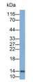 Western Blot; Sample: A549 cell lysate; Primary Ab: 0.2ug/ml Mouse Anti-Bovine GAL1 Antibody; Second Ab: 0.2ug/ml HRP-Linked Caprine Anti-Mouse IgG Polyclonal Antibody