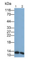 Western Blot; Samples: Lane1: Bovine Lung lysate; Lane2: Bovine Skeletal muscle lysate; Primary Ab: 0.2ug/ml Mouse Anti-Bovine GAL1 Antibody; Second Ab: 0.2ug/ml HRP-Linked Caprine Anti-Mouse IgG Polyclonal Antibody