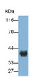Western Blot; Sample: Human Urine; Primary Ab: 0.8ug/ml Mouse Anti-Human FBLN3 Antibody; Second Ab: 0.2ug/ml HRP-Linked Caprine Anti-Mouse IgG Polyclonal Antibody