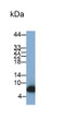 Western Blot; Sample: Human Saliva; Primary Ab: 0.01ug/ml Mouse Anti-Human HTN3 Antibody; Second Ab: 0.2ug/ml HRP-Linked Caprine Anti-Mouse IgG Polyclonal Antibody