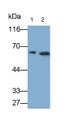 Western Blot; Samples: Lane1: SH-SY5Y cell lysate; Lane2: U87MG cell lysate; Primary Ab: 0.3ug/ml Rabbit Anti-Human ISM1 Antibody; Second Ab: 0.2ug/ml HRP-Linked Caprine Anti-Rabbit IgG Polyclonal Antibody