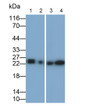 Western Blot; Samples: Lane1: Rat Liver lysate; Lane2: Porcine Liver lysate; Lane3: Rat Kidney lysate; Lane4: Porcine Kidney lysate; Primary Ab: 0.2ug/ml Mouse Anti-Human GSTa1 Antibody; Second Ab: 0.2ug/ml HRP-Linked Caprine Anti-Mouse IgG Polyclonal Antibody