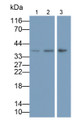 Western Blot; Samples: Lane1: Rat Cerebrum lysate; Lane2: Rat Cerebellum lysate; Lane3: Fetal Rat Cerebrum lysate; Primary Ab: 0.2ug/ml Mouse Anti-Human BDNF Antibody; Second Ab: 0.2ug/ml HRP-Linked Caprine Anti-Mouse IgG Polyclonal Antibody