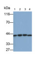 Western Blot; Samples: Lane1: 293T cell lysate; Lane2: Rat Cerebrum lysate; Lane3: Bovine Cerebrum lysate; Lane4: Rat Skeletal muscle lysate; Primary Ab: 0.01ug/ml Mouse Anti-Rat CK-BB Antibody; Second Ab: 0.2ug/ml HRP-Linked Caprine Anti-Mouse IgG Polyclonal Antibody