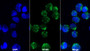 AF488 staining on IF; Sample: U937 cell; Primary Ab: 20ug/ml Mouse Anti-Gallus IL8 Antibody; Second Ab: 2ug/ml AF488-Linked Caprine Anti-Mouse IgG Polyclonal Antibody