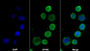 AF488 staining on IF; Sample: THP1 cell; Primary Ab: 20ug/ml Mouse Anti-Human BST1 Antibody; Second Ab: 2ug/ml AF488-Linked Caprine Anti-Mouse IgG Polyclonal Antibody