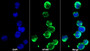 AF488 staining on IF; Sample: THP1 cell; Primary Ab: 20ug/ml Mouse Anti-Human BST1 Antibody; Second Ab: 2ug/ml AF488-Linked Caprine Anti-Mouse IgG Polyclonal Antibody