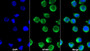 AF488 staining on IF; Sample: THP1 cell; Primary Ab: 20ug/ml Mouse Anti-Human BST1 Antibody; Second Ab: 2ug/ml AF488-Linked Caprine Anti-Mouse IgG Polyclonal Antibody