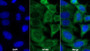 AF488 staining on IF; Sample: HepG2 cell; Primary Ab: 20ug/ml Mouse Anti-Human AST Antibody; Second Ab: 2ug/ml AF488-Linked Caprine Anti-Mouse IgG Polyclonal Antibody