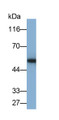Western Blot; Sample: Mouse Placenta lysate; Primary Ab: 0.5ug/ml Mouse Anti-Human PAI1 Antibody; Second Ab: 0.2ug/ml HRP-Linked Caprine Anti-Mouse IgG Polyclonal Antibody