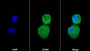 AF488 staining on IF; Sample: A431 cell; Primary Ab: 20ug/ml Mouse Anti-Human TGFa Antibody; Second Ab: 2ug/ml AF488-Linked Caprine Anti-Mouse IgG Polyclonal Antibody