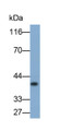 Western Blot; Sample: Rat Cerebrum lysate; Primary Ab: 0.2ug/ml Mouse Anti-Human AQP4 Antibody; Second Ab: 0.2ug/ml HRP-Linked Caprine Anti-Mouse IgG Polyclonal Antibody