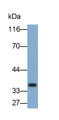 Western Blot; Sample: Rat Cerebrum lysate; Primary Ab: 0.2ug/ml Mouse Anti-Human AQP4 Antibody; Second Ab: 0.2ug/ml HRP-Linked Caprine Anti-Mouse IgG Polyclonal Antibody