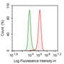 Human SiHa cell line was fixed with 2% paraformaldehyde