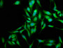 Immunofluorescence staining of Hela cells with CAC07010 at 1:250, counter-stained with DAPI. The cells were fixed in 4% formaldehyde, permeabilized using 0.2% Triton X-100 and blocked in 10% normal Goat Serum. The cells were then incubated with the antibody overnight at 4°C. The secondary antibody was Alexa Fluor 488-congugated AffiniPure Goat Anti-Rabbit IgG(H+L).