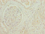 Immunohistochemistry of paraffin-embedded human kidney tissue using CAC07086 at diluton of 1:100