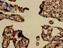 Immunohistochemistry of paraffin-embedded human placenta tissue using CAC07100 at dilution of 1:100
