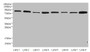 Western blot; , All lanes: Protein argonaute-2 antibody at 2µg/ml; , Lane 1: A549 whole cell lysate; , Lane 2: Jurkats whole cell lysate; , Lane 3: MCF-7 whole cell lysate; , Lane 4: HepG2 whole cell lysate; , Lane 5: Raw264.7 whole cell lysate; , Lane 6: K562 whole cell lysate; , Lane 7: Mouse liver tissue; , Lane 8: Mouse kidney tissue; , Secondary; , Goat polyclonal to rabbit IgG at 1/10000 dilution; , Predicted band size: 98, 94 kDa; , Observed band size: 94 kDa