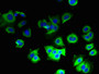 Immunofluorescent analysis of MCF-7 cells using CAC07180 at dilution of 1:100 and Alexa Fluor 488-congugated AffiniPure Goat Anti-Rabbit IgG(H+L) Immunofluorescent analysis of MCF-7 cells using CAC07180 at dilution of 1:100 and Alexa Fluor 488-congugated AffiniPure Goat Anti-Rabbit IgG(H+L)