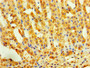Immunohistochemistry of paraffin-embedded human adrenal gland tissue using CAC07191 at dilution of 1:100