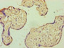 Immunohistochemistry of paraffin-embedded human placenta tissue using CAC07299 at dilution of 1:100