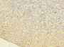 Immunohistochemistry of paraffin-embedded human tonsil tissue using CAC07305 at dilution of 1:100