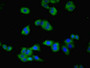 Immunofluorescent analysis of HepG2 cells using CAC07319 at dilution of 1:100 and Alexa Fluor 488-congugated AffiniPure Goat Anti-Rabbit IgG(H+L)