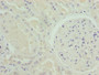 Immunohistochemistry of paraffin-embedded human kidney tissue using CAC07434 at dilution of 1:100