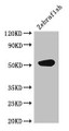 Western Blot; , Positive WB detected in: Zebrafish tissue; , All lanes: CS antibody at 3µg/ml; , Secondary; , Goat polyclonal to rabbit IgG at 1/50000 dilution; , Predicted band size: 52 kDa; , Observed band size: 52 kDa