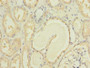 Immunohistochemistry of paraffin-embedded human kidney tissue using CAC07580 at dilution of 1:100