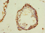 Immunohistochemistry of paraffin-embedded human testis tissue using CAC07580 at dilution of 1:100