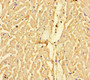 Immunohistochemistry of paraffin-embedded human heart tissue using CAC07604 at dilution of 1:100