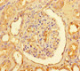 Immunohistochemistry of paraffin-embedded human kidney tissue using CAC07604 at dilution of 1:100