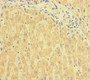 Immunohistochemistry of paraffin-embedded human liver tissue using CAC07648 at dilution of 1:100