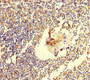 Immunohistochemistry of paraffin-embedded human spleen tissue using CAC07648 at dilution of 1:100