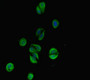 Immunofluorescent analysis of HepG2 cells using CAC07648 at dilution of 1:100 and Alexa Fluor 488-congugated AffiniPure Goat Anti-Rabbit IgG(H+L)