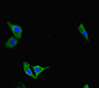Immunofluorescent analysis of Hela cells using CAC07686 at dilution of 1:100 and Alexa Fluor 488-congugated AffiniPure Goat Anti-Rabbit IgG(H+L)