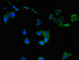 Immunofluorescent analysis of HepG2 cells using CAC07701 at dilution of 1:100 and Alexa Fluor 488-congugated AffiniPure Goat Anti-Rabbit IgG(H+L)
