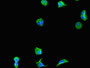 Immunofluorescent analysis of MCF-7 cells using CAC07704 at dilution of 1:100 and Alexa Fluor 488-congugated AffiniPure Goat Anti-Rabbit IgG(H+L)