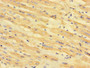 Immunohistochemistry of paraffin-embedded human heart tissue using CAC07715 at dilution of 1:100